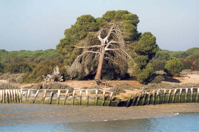 Doñana National Park